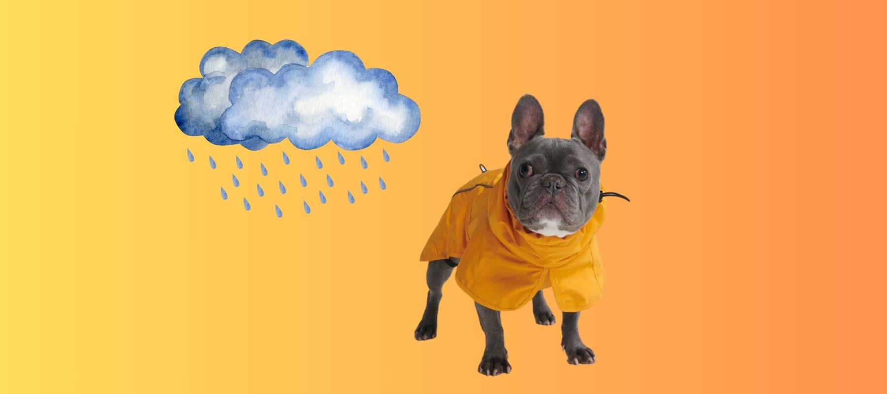Can Dogs Get Sick from the Rain? How to Keep Your Pet Healthy SPARK PAWS