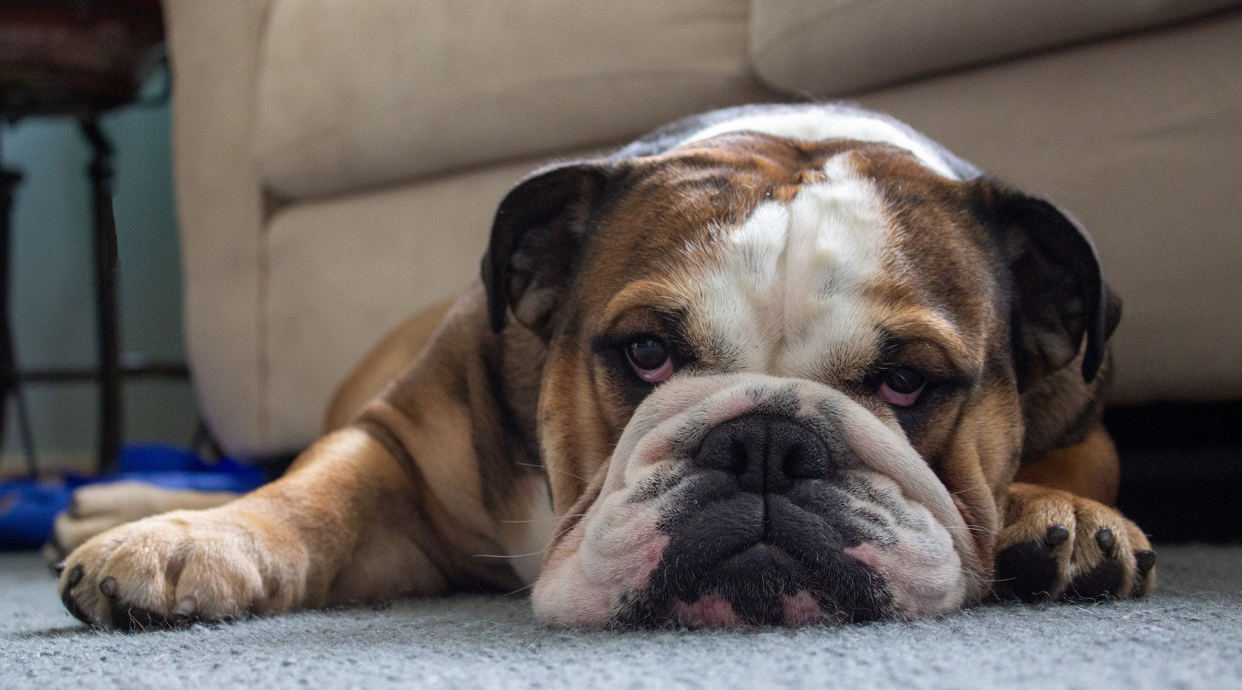 Best Collars for English Bulldogs SPARK PAWS