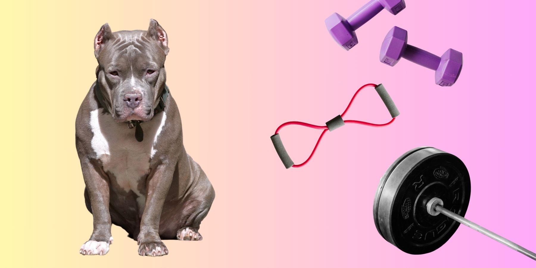 How To Bulk Up Your Pitbull The Natural Way SPARK PAWS