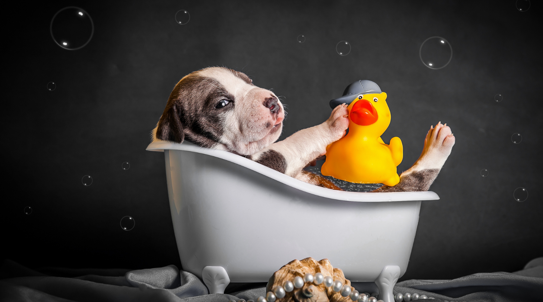 How Often Should You Bathe a Pit Bull and 3 Useful Tips SPARK PAWS