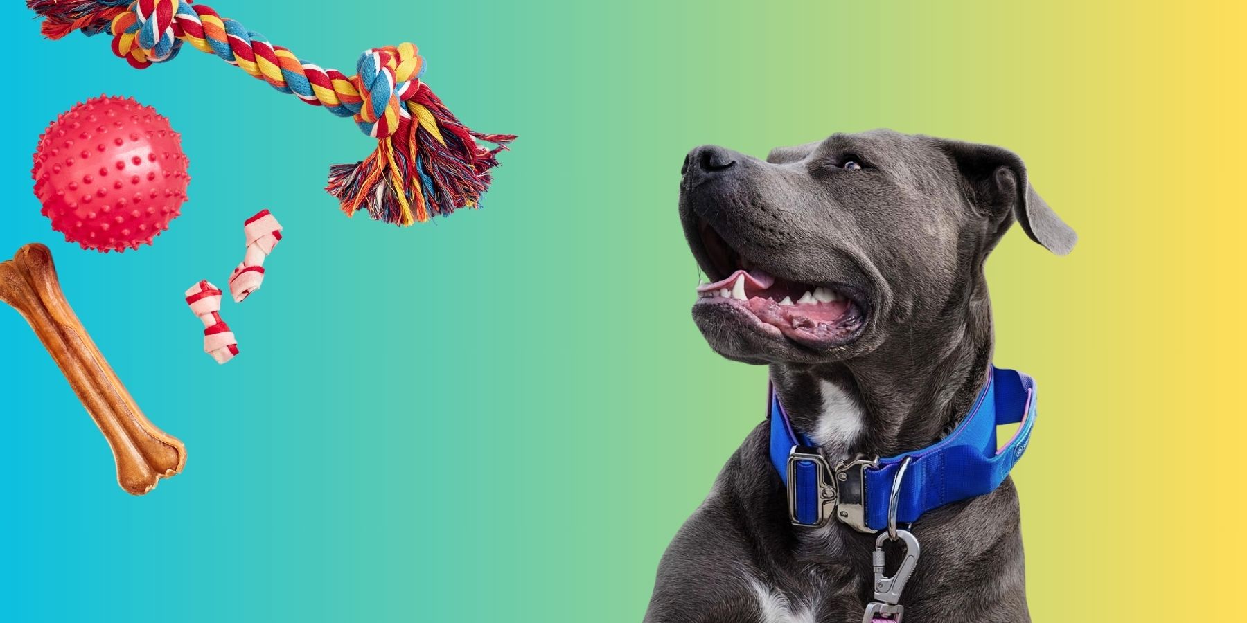The Best Chew Toys For Pit Bulls SPARK PAWS