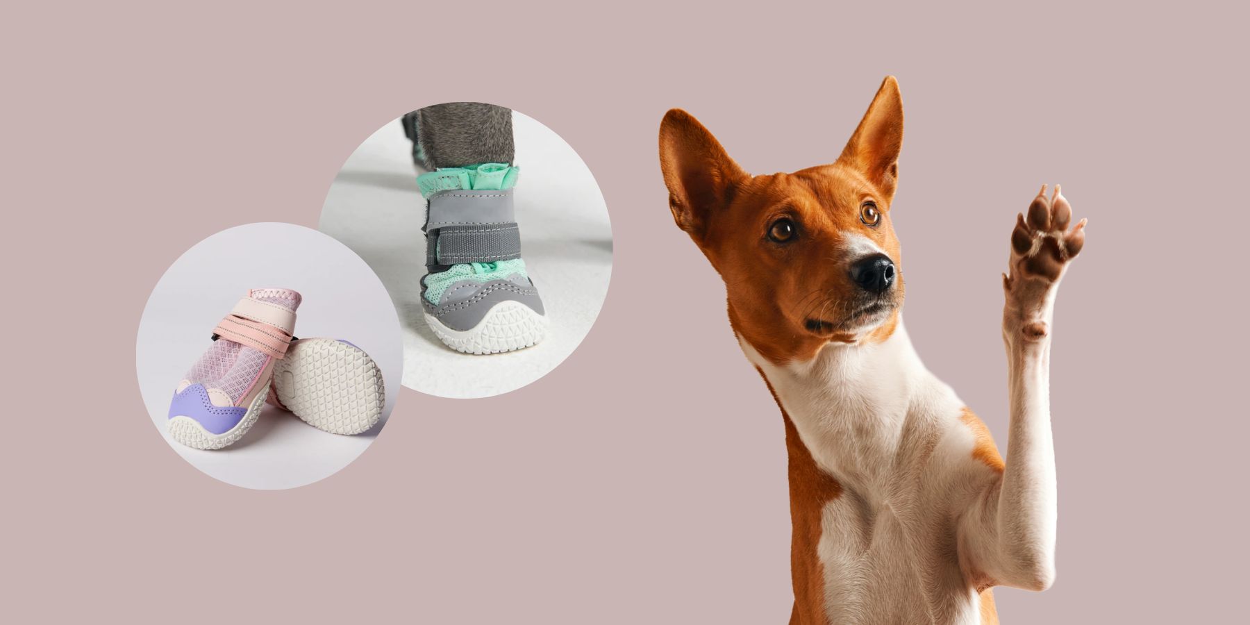 Do Dogs Need Shoes? SPARK PAWS