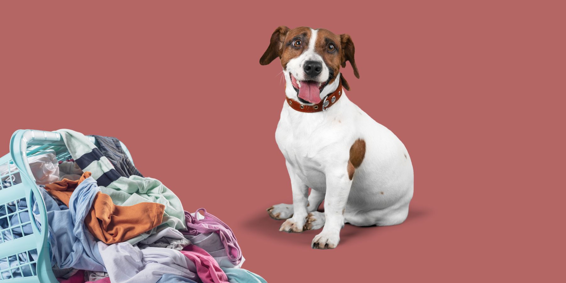 Why Does My Dog Lay on My Clothes? Understanding Your Pup's Behavior