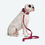 Comfort Control Collar - Fuchsia Camo