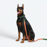 Comfort Control Collar - Green Orange