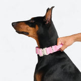 Comfort Control Collar Set - Pink
