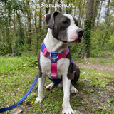 Snow Cone Harness||size:S,M,L