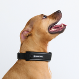 Black Martingale Collar||size:C,D,E