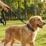 Black Martingale Collar||size:A,B,C,D,E