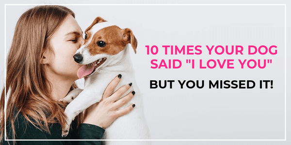 10 ways your dog says i love you