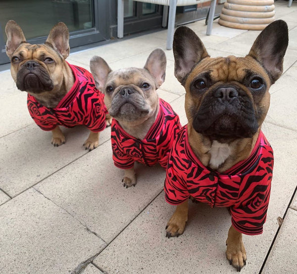 Breeding Frenchies - How Many Puppies Can a French Bulldog Have?