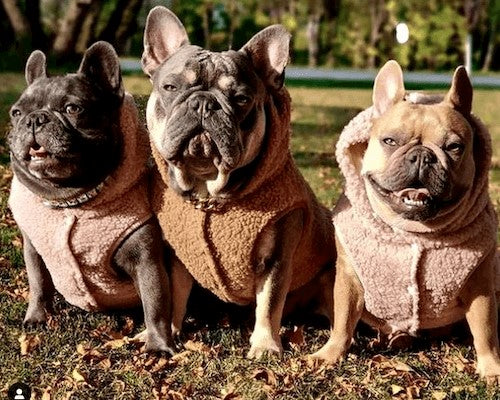 5 Essential Considerations When Buying Dog Clothes: