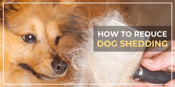 How To Reduce Dog Shedding