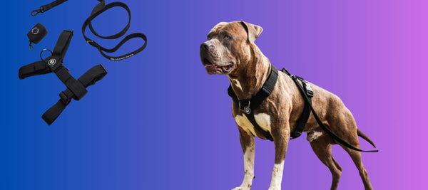 Best Harness for Dogs That Pull: Top Picks for Control & Comfort