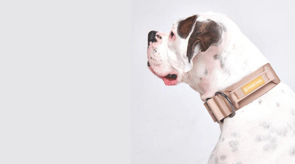 What is a tactical dog collar and should you get one?
