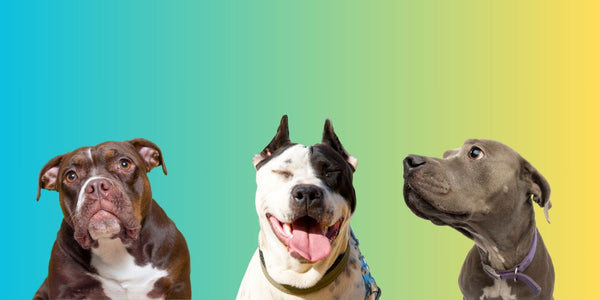 Pit bull Colors - A List of all pit bull color combinations with pictures
