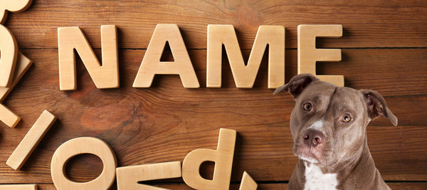 Names For Male Pit Bulls