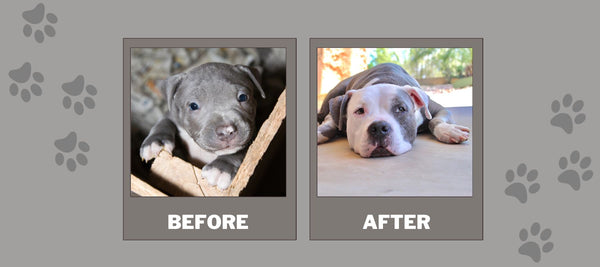 Pit Bull Head Growth Stages: From Playful Puppies to Majestic Maturity