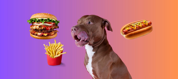 What To Do About An Overweight Pitbull