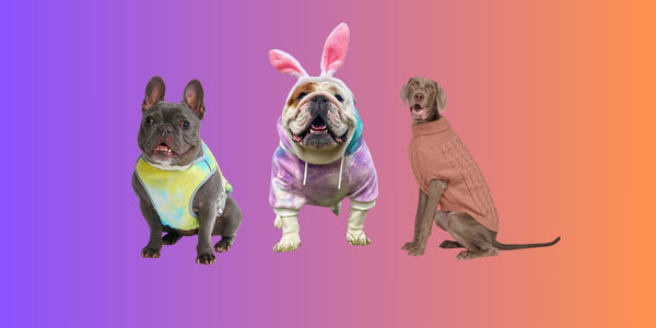 Top 10 Dog Fashion Trends to Watch Out For