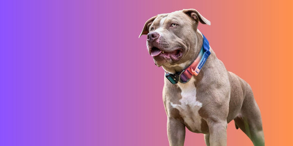 Why Are Pit Bulls So Strong? Unraveling Their Power