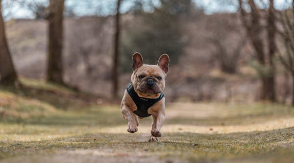 Why Are French Bulldogs So Expensive?