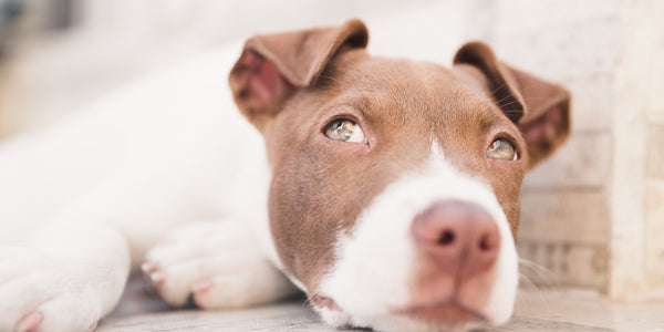Potty Training Pitbull Pups: Tips and Tricks to Help Your Furry Friend Go from Mess to Success!