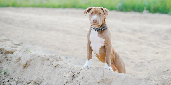 Pitbull Separation Anxiety - All You Need to Know