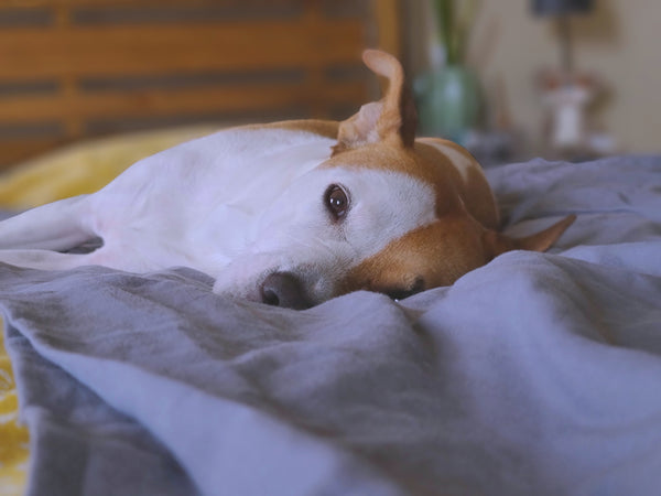 Why Do Pit Bulls Snore and Can You Prevent It?