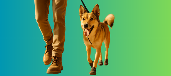 Should Dogs Wear Shoes When Hiking?