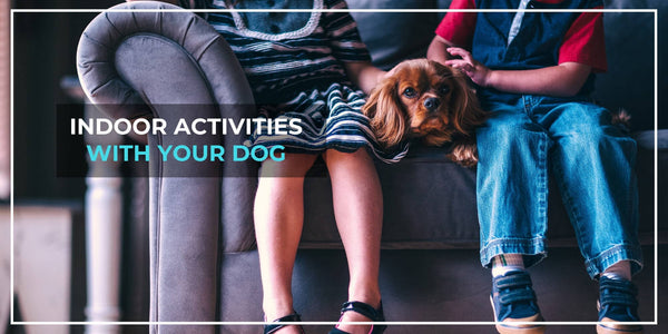10 Fun Things To Do With Your Dog At Home