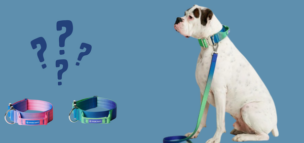 What Is a Martingale Collar? Benefits, Uses, and Best Alternatives