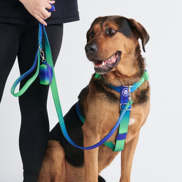 Comfort Control No-Pull Dog Harness Set - Lime Wave