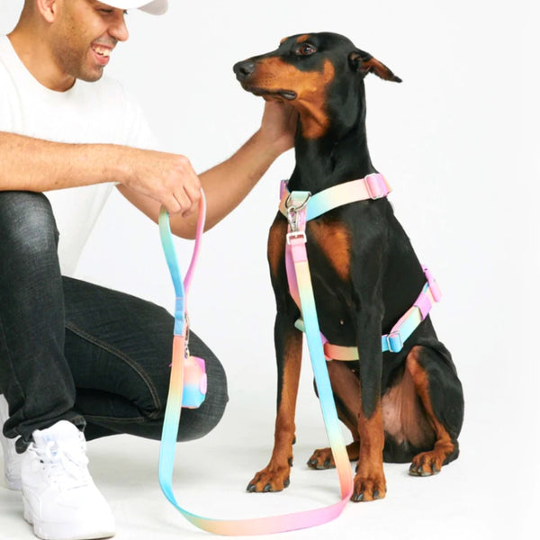 Comfort Control No-Pull Dog Harness Set - Pastel Icing