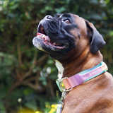 Pastel Icing Collar||size:XS,S,M,L