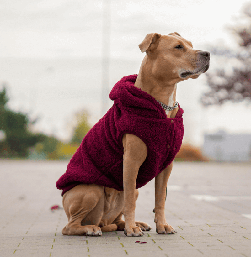 Dog jacket with sleeves discount
