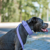 Tactical Dog Collar - Lilac (2"/5cm)