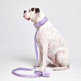 Tactical Dog Collar Set - Lilac (2"/5cm)