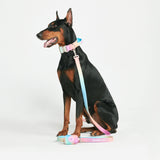 Tactical Dog Collar Set - Multi Color (1.5"/4cm)